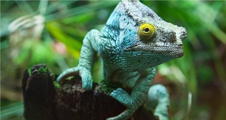 Terraristik